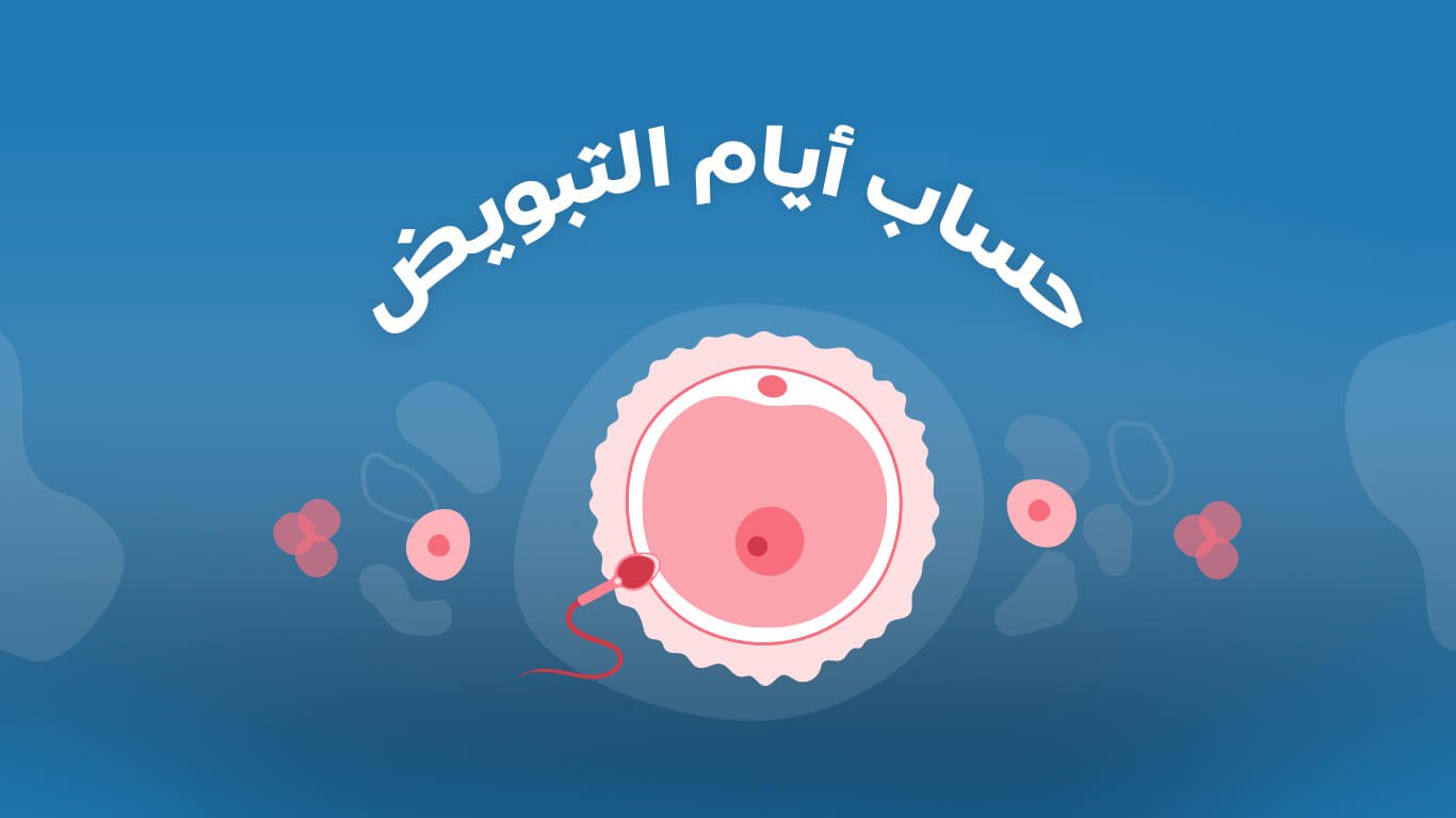 كيفية حساب أيام التبويض والخصوبة